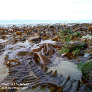 Seaweed of Seaflora Skincare copyright The Wellness Show